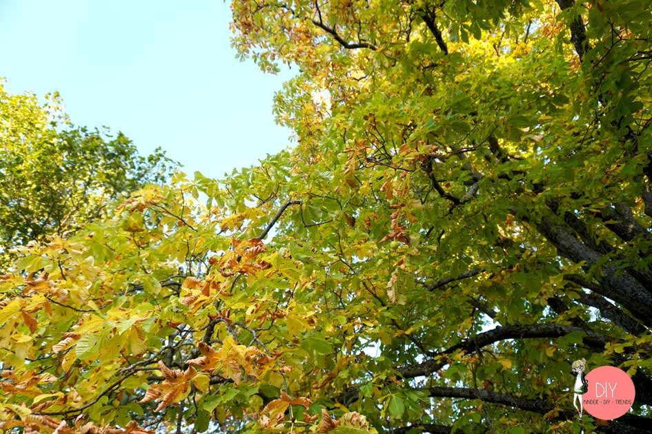 Kastanienbaum im Herbst