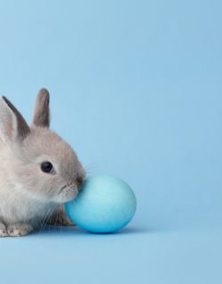 Easter bunny with egg on blue background Geschenke zu Ostern