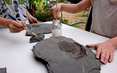 Fossilien ausgraben im Steinbruch