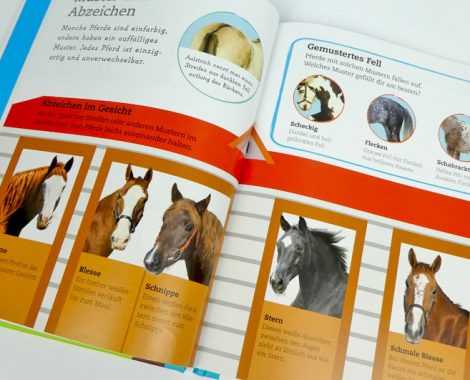 Blesse, Stern und Pferd