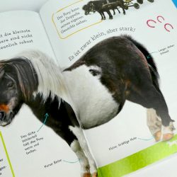 Kinder-DIY-Trends-Buch-Pferde-und-Ponys-Inhalt-Pony Steckbrief Pony, Kurzinformation