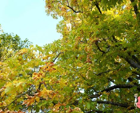 Kastanienbaum im Herbst
