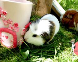 Kinder-DIY-Trends-Feenhaus-Muttertagsgeschenk-Meerschweinchen Deko für den Garten