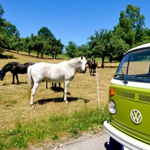 Ausflug ins Grüne zu Pferden und Picknick mit dem VW T2 Bulli