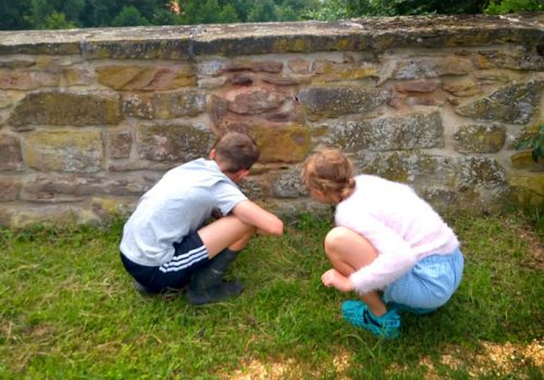 Naturnah - Eidechse in einer Steinmauer suchen