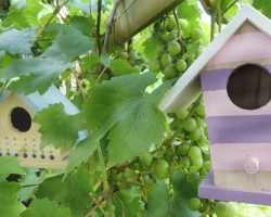 Kinder-DIY-Trends-Vogelhaus-Dekoration-mit-Perlenmuster-Rayher-Pearl-Pen-Vogelhäuser-Weinreben DIY Vogelhäuser Hotel als Dekoration in der Weinrebe