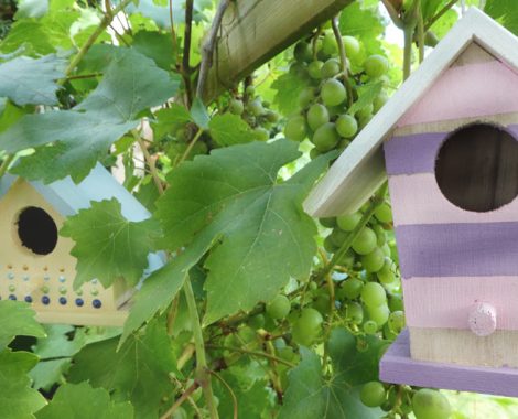 DIY Vogelhäuser Hotel als Dekoration in der Weinrebe