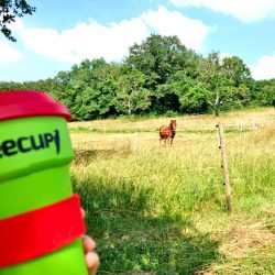 Kinder-DIY-Trends-treecup-Familienausflug-Pferd Picknick Ausflug mit Kindern und Bambus Becher to-go