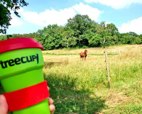 Picknick Ausflug mit Kindern und Bambus Becher to-go